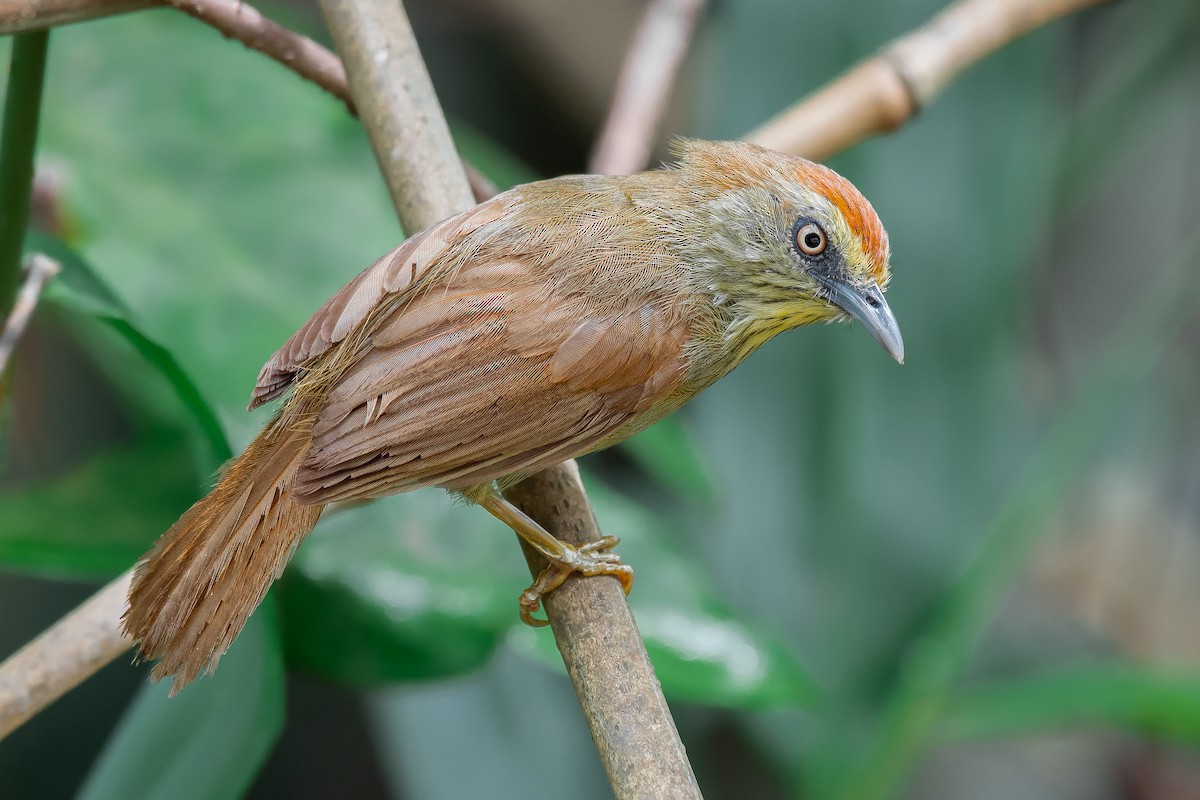 Pin-striped Tit-Babbler (Pin-striped) - ML244322241