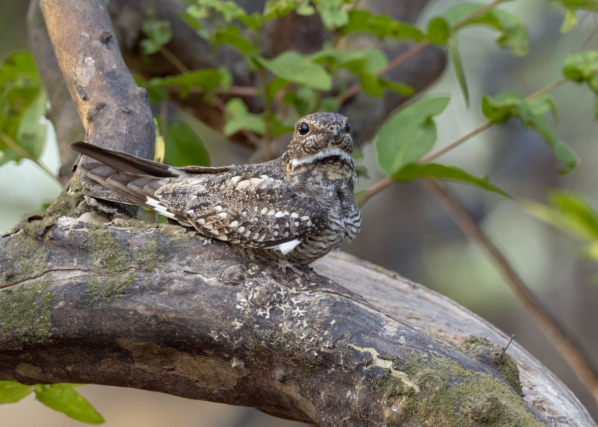 Lesser Nighthawk - Andres Vasquez Noboa