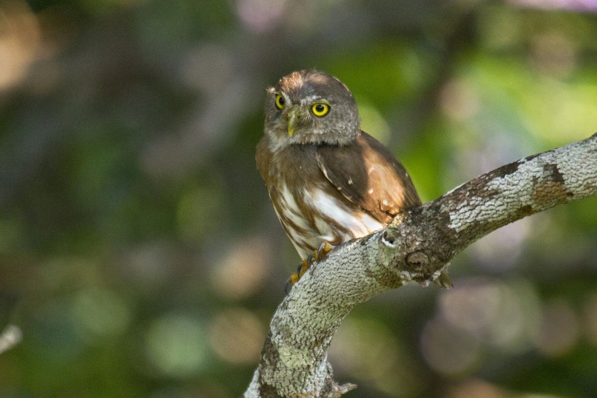 Amazonian Pygmy-Owl - Andres Vasquez Noboa