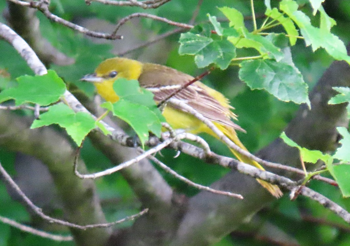 Orchard Oriole - ML244324961