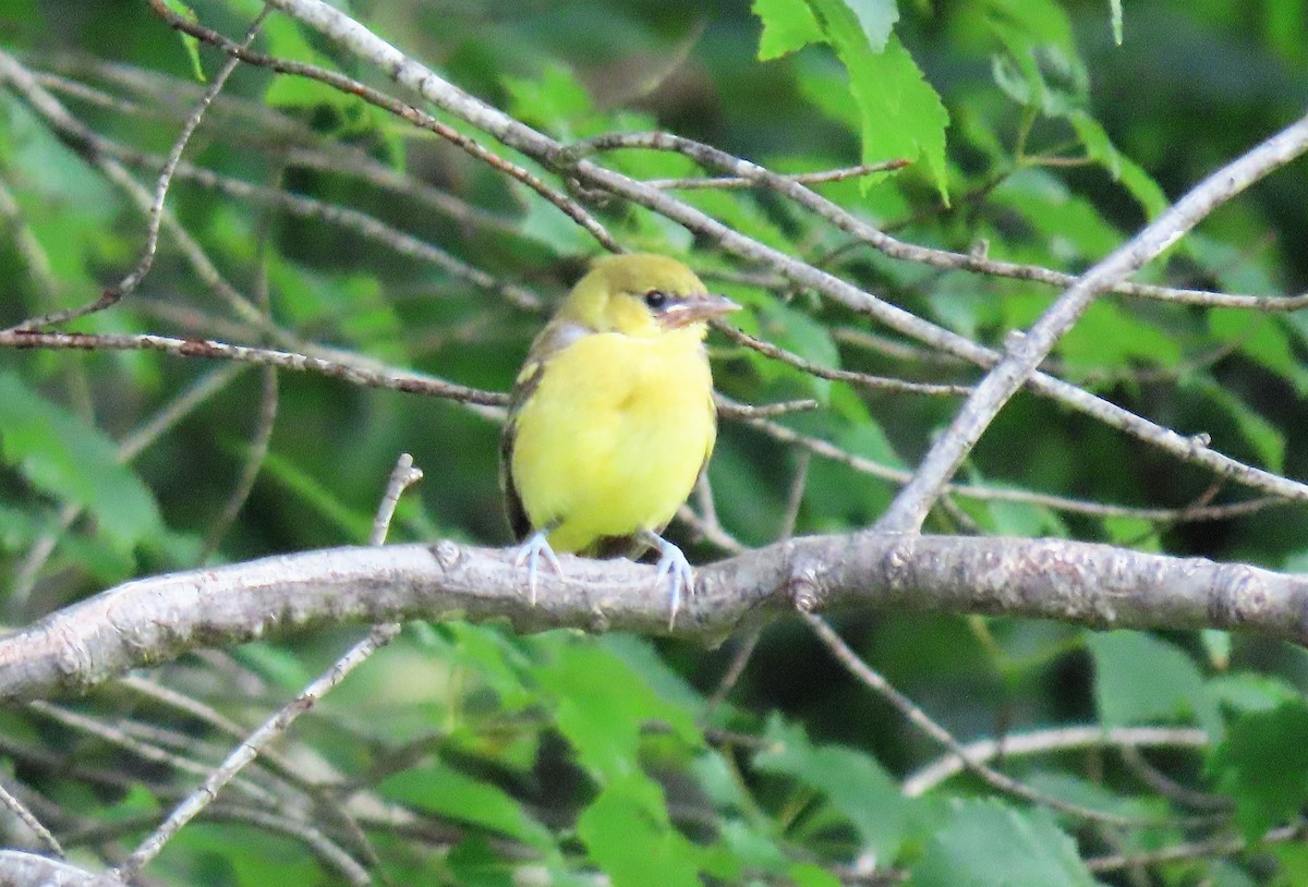 Orchard Oriole - ML244324991