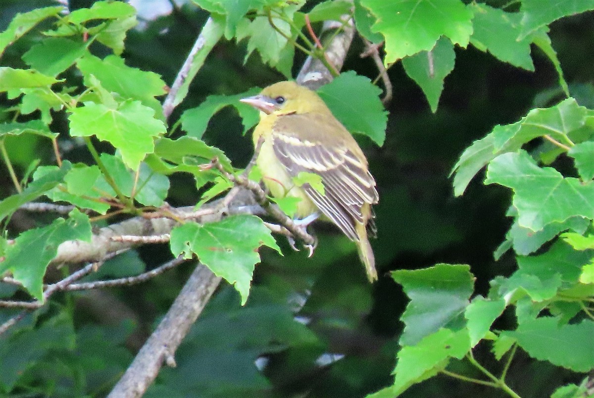 Orchard Oriole - ML244325051