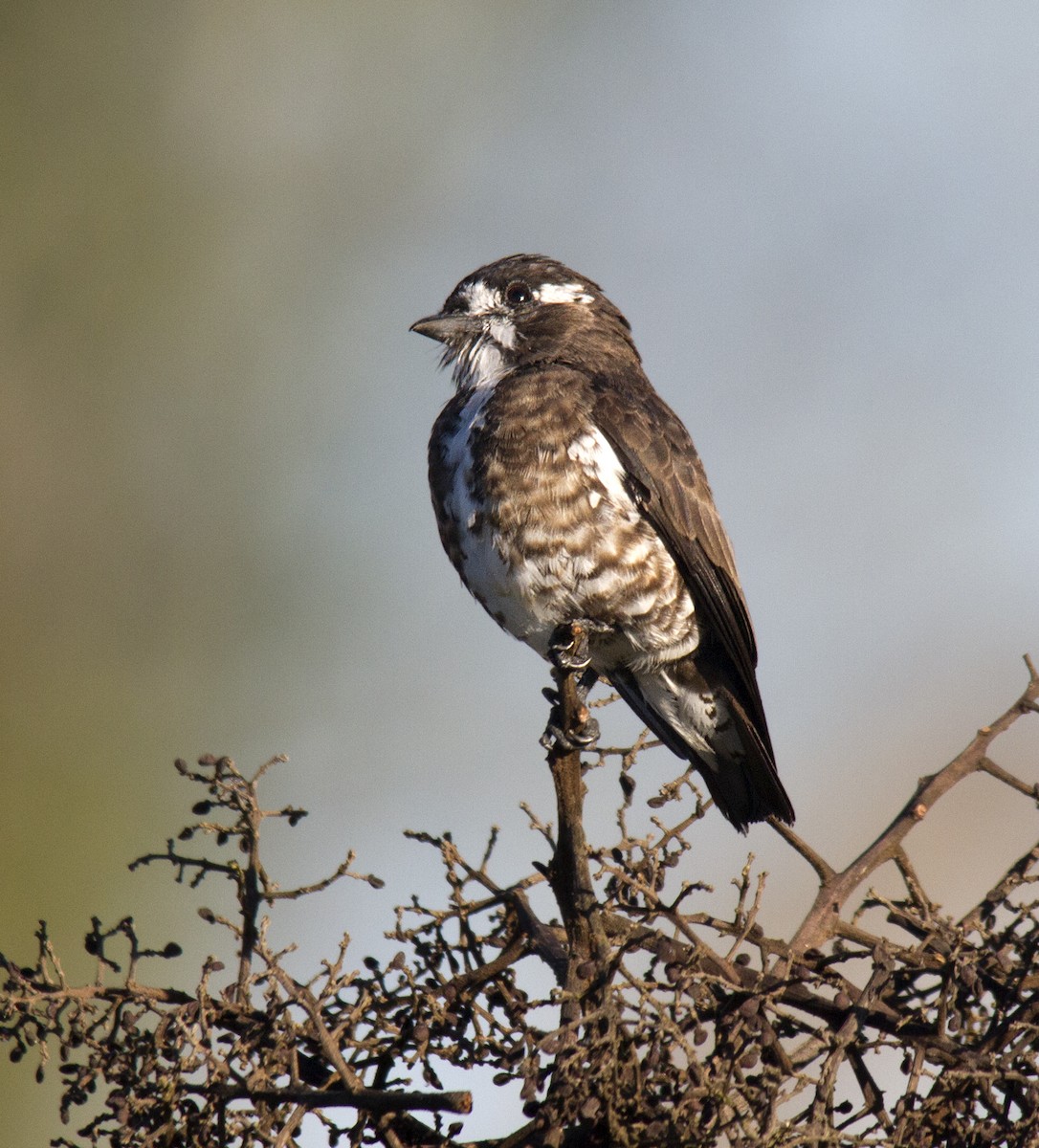 White-browed Purpletuft - ML244325241