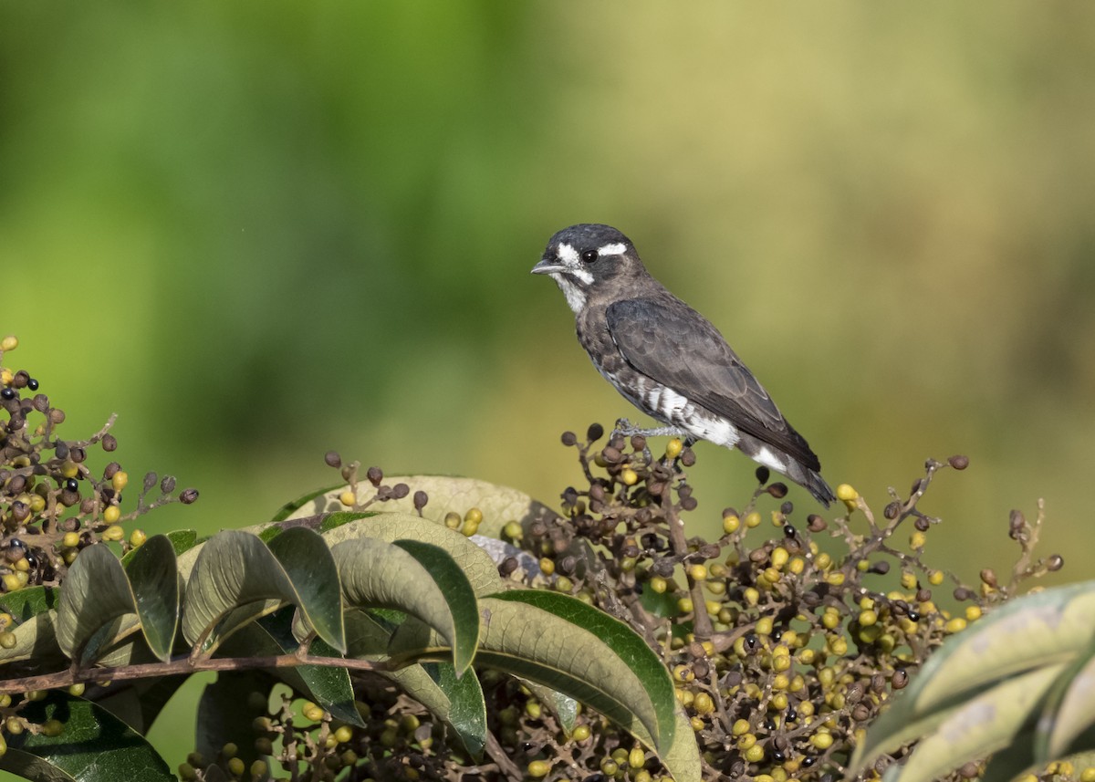 White-browed Purpletuft - Andres Vasquez Noboa