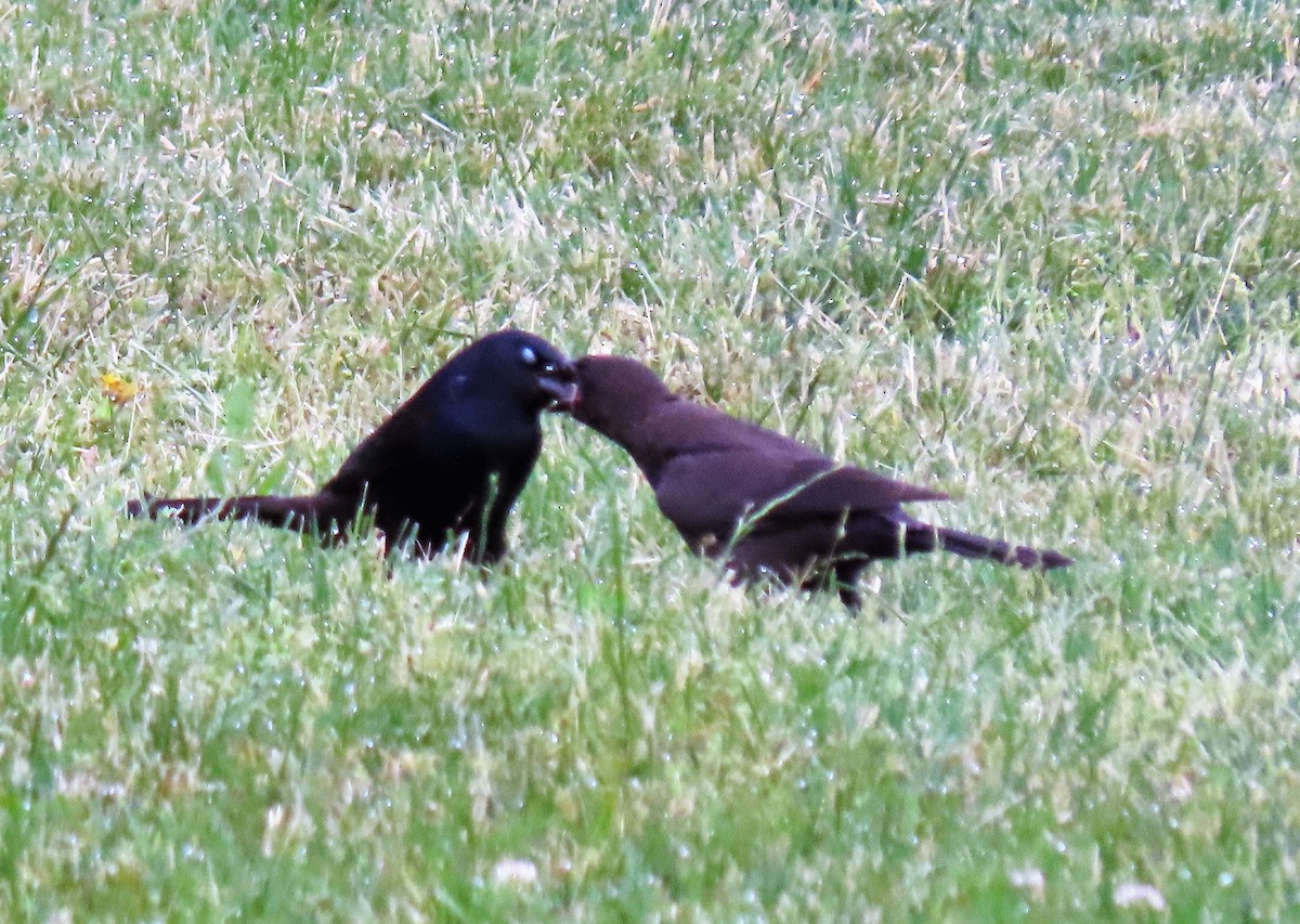 Common Grackle - ML244325731