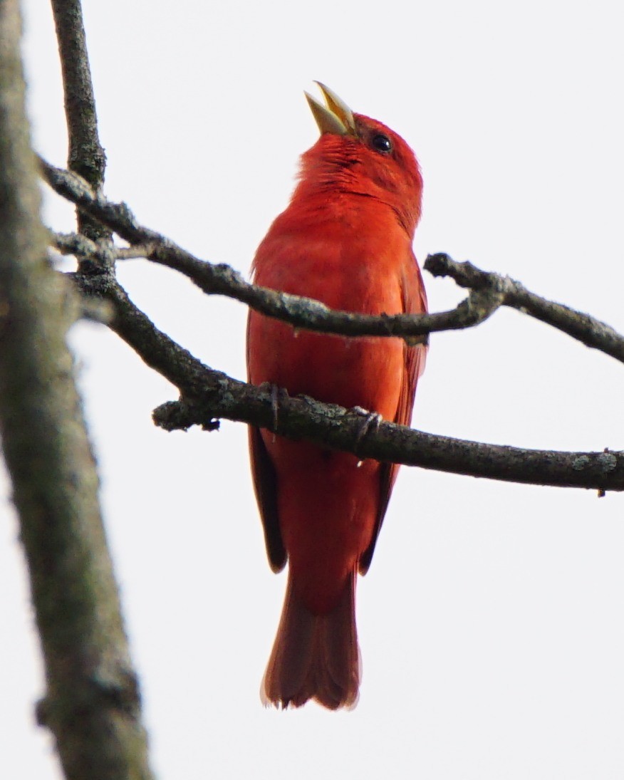 Summer Tanager - ML244328131