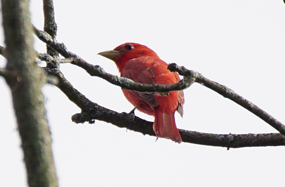 Summer Tanager - ML244328201