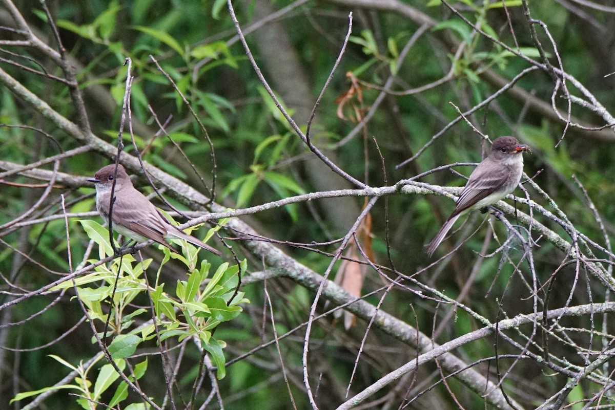 Eastern Phoebe - ML244328851