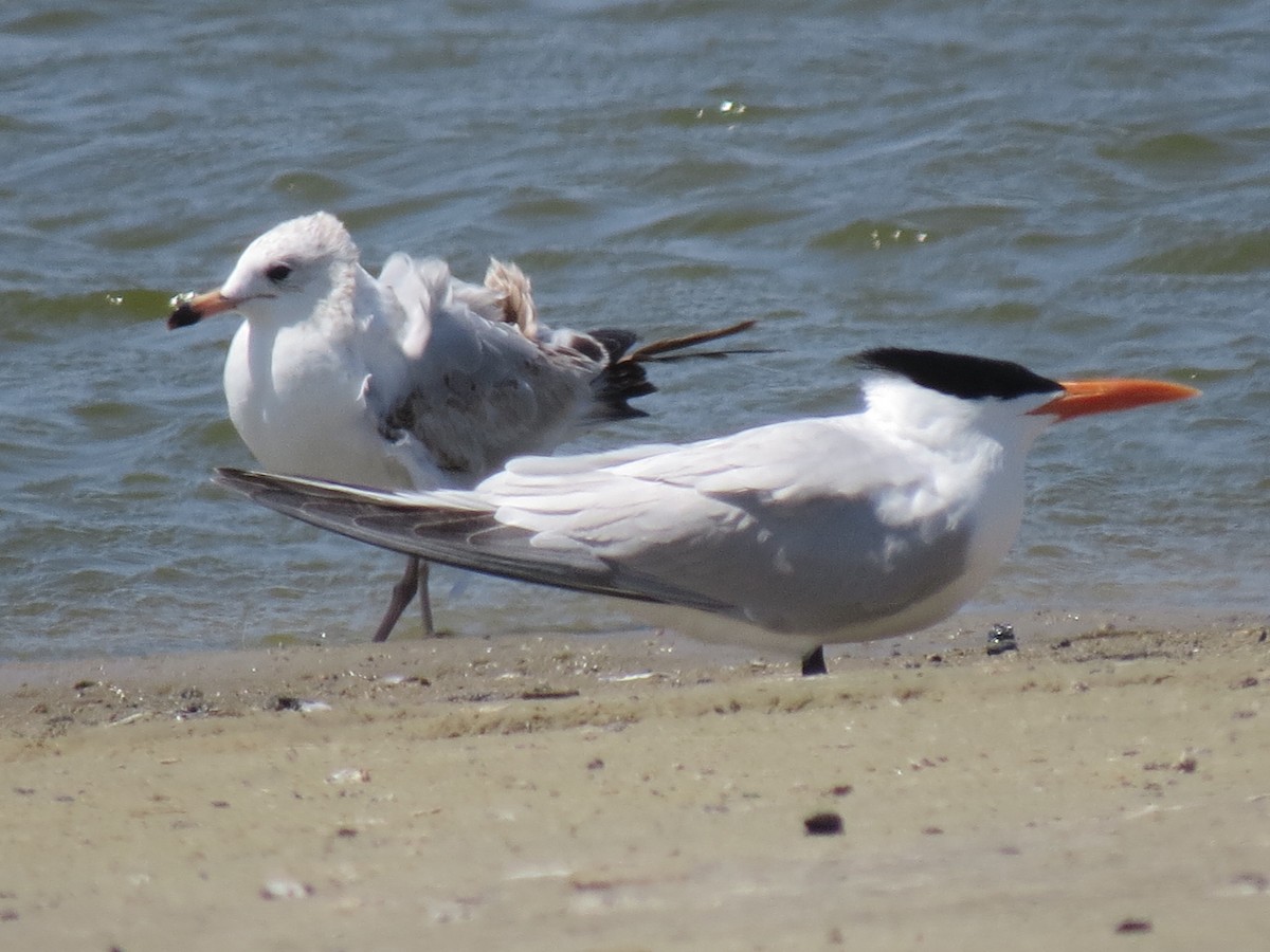 Ring-billed Gull - Paul Sellin