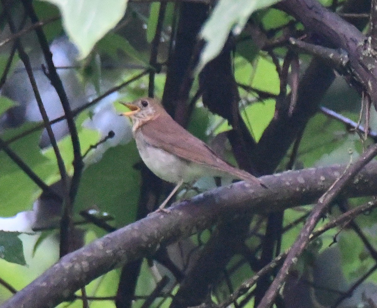 Veery - ML244330061