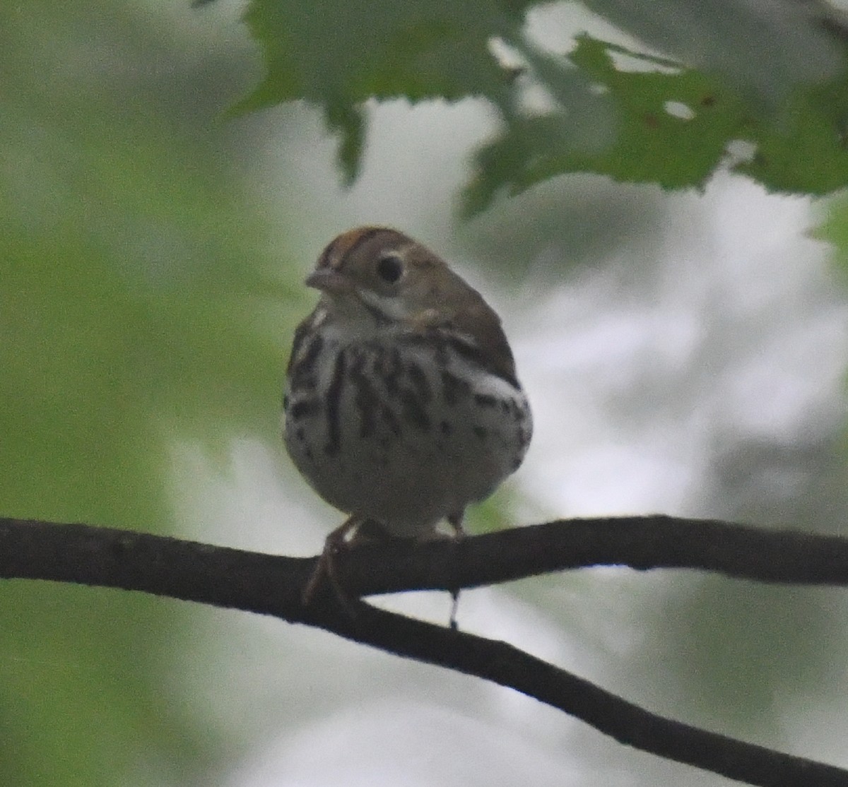 Ovenbird - ML244330151