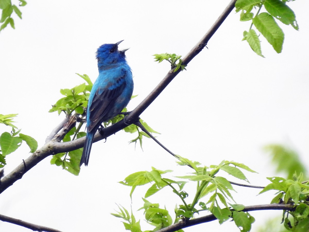 Indigo Bunting - ML244331241