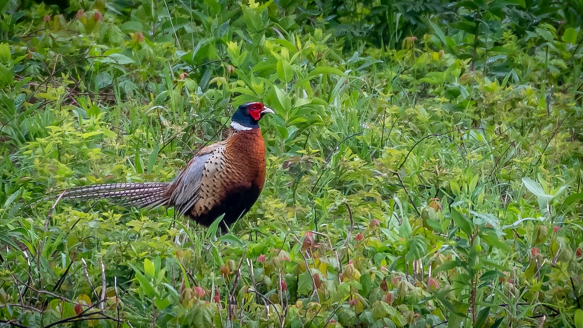 Ring-necked Pheasant - Ken Nicely