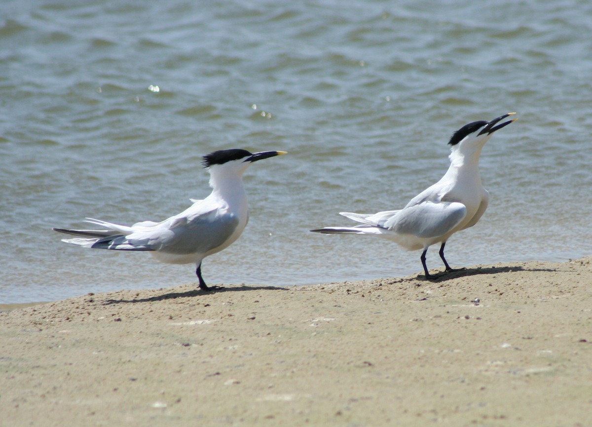 Sandwich Tern - ML244333001