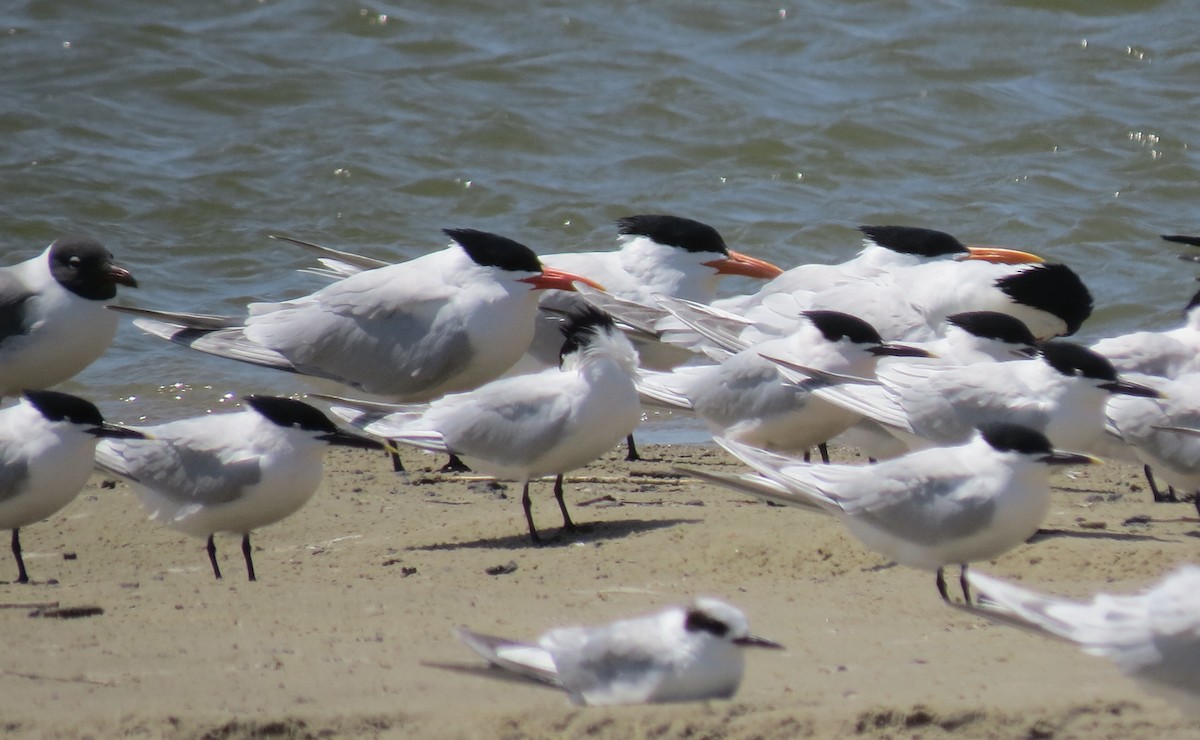 Sandwich Tern - ML244333531