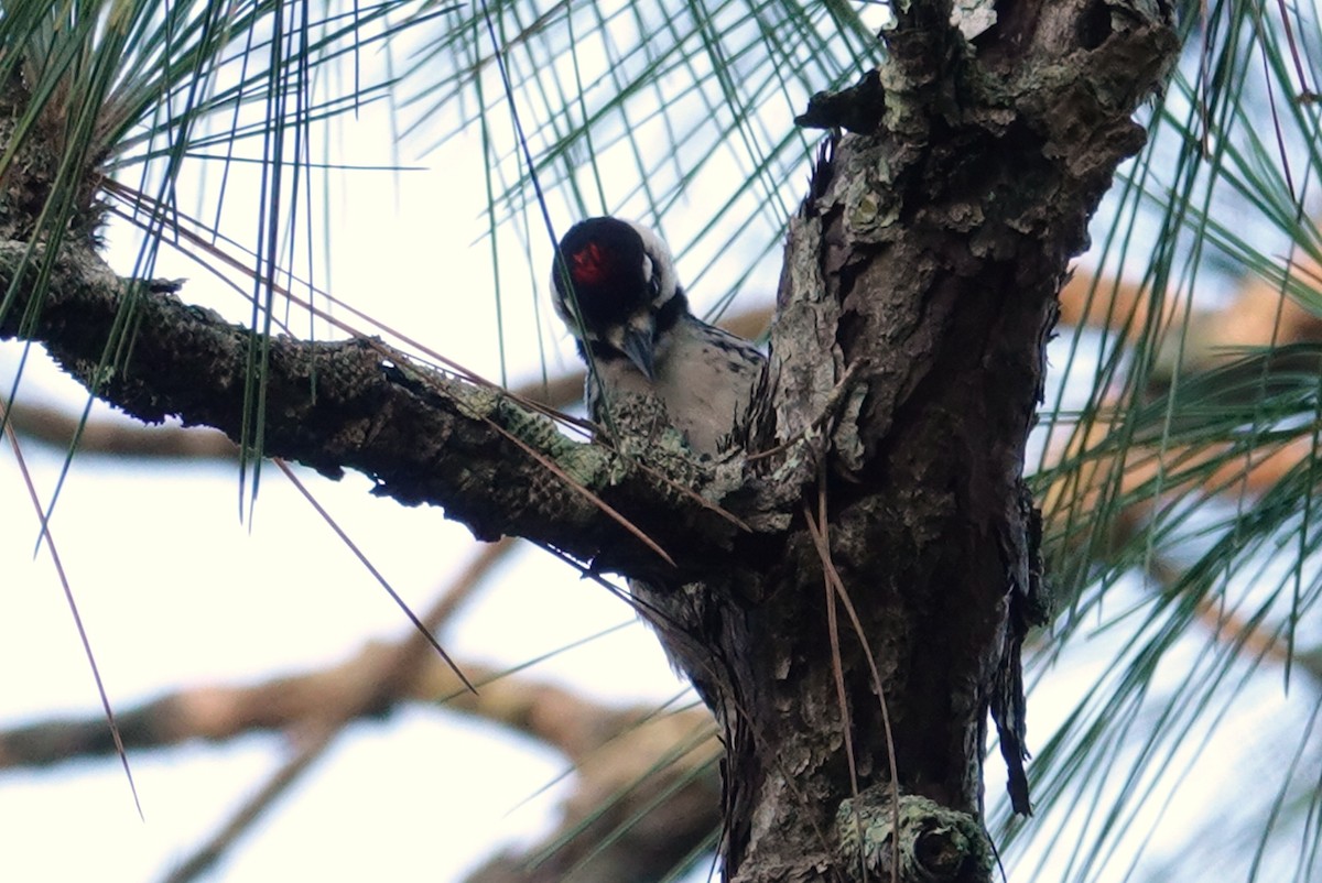 Red-cockaded Woodpecker - ML244334071