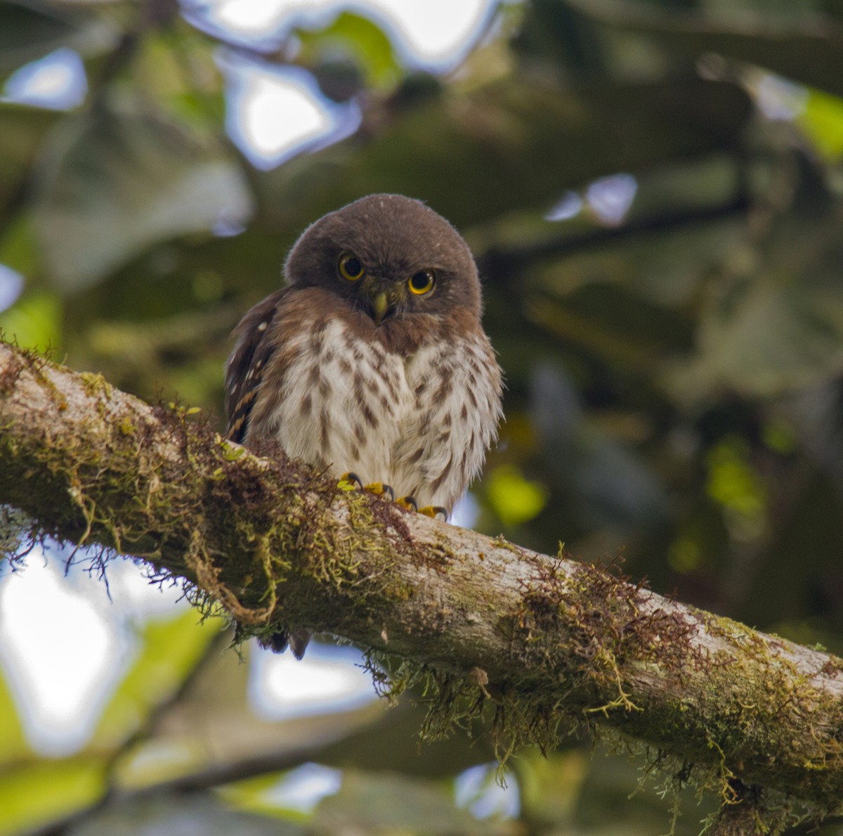 Cloud-forest Pygmy-Owl - ML244334211