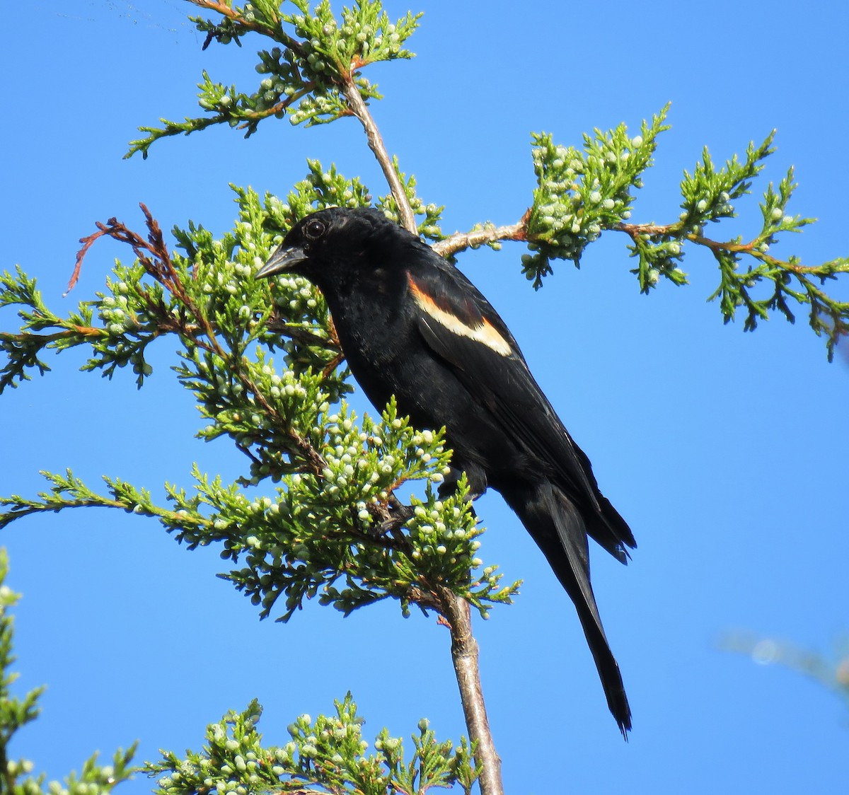 Red-winged Blackbird - ML244334441