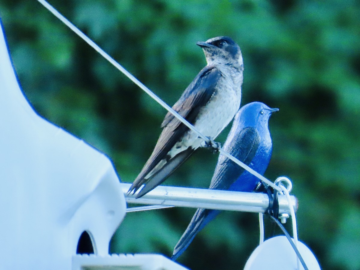 Purple Martin - ML244334621
