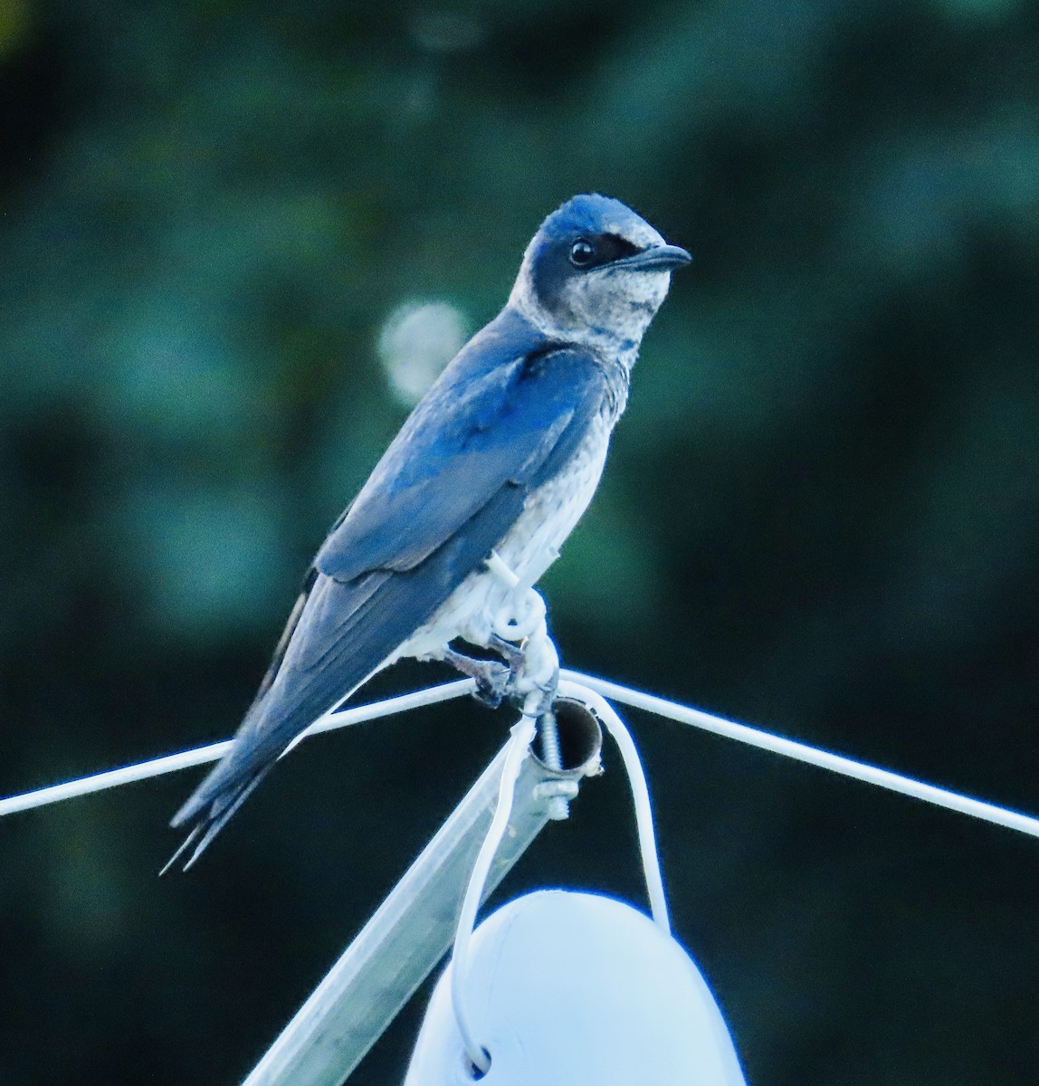 Purple Martin - ML244334721