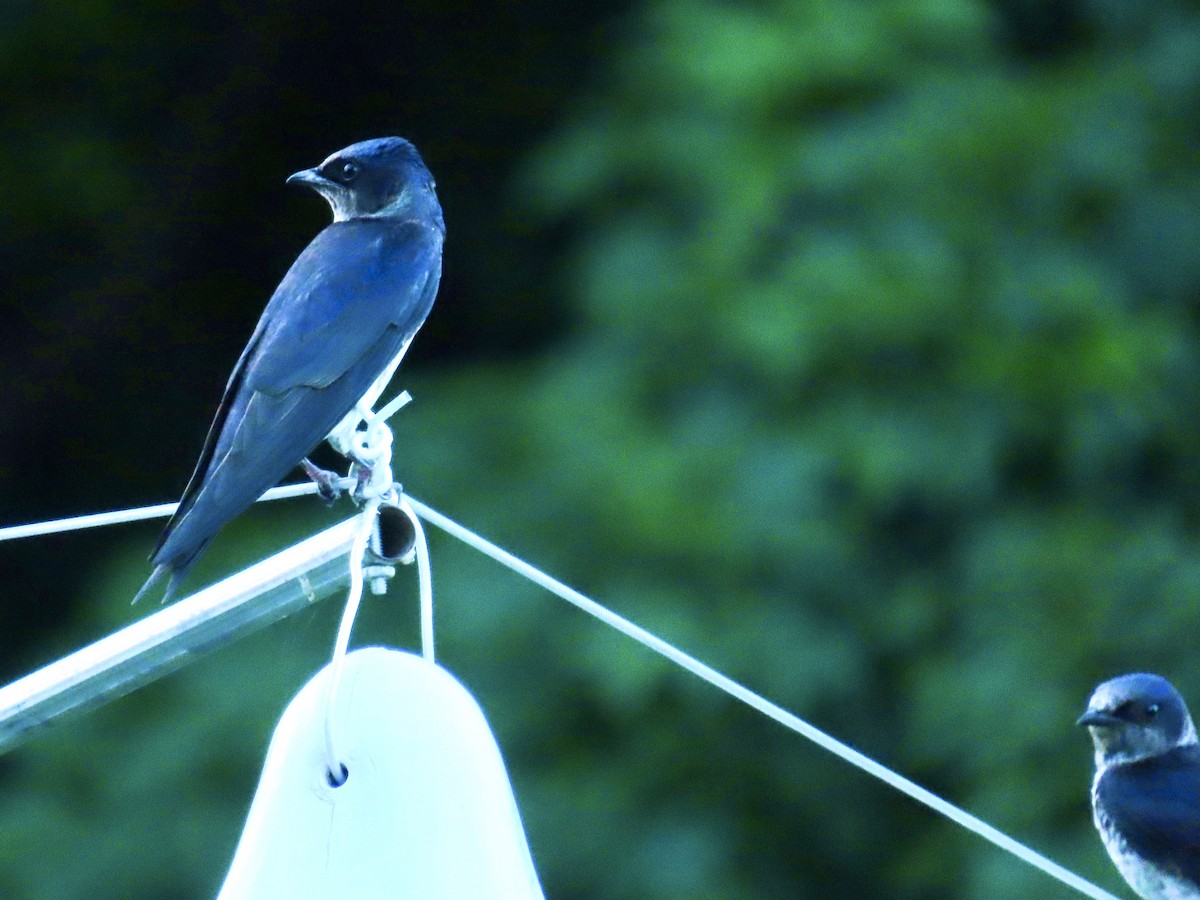 Purple Martin - ML244334811
