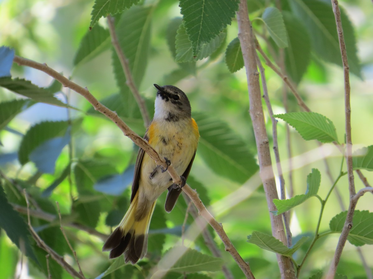 American Redstart - ML244335481