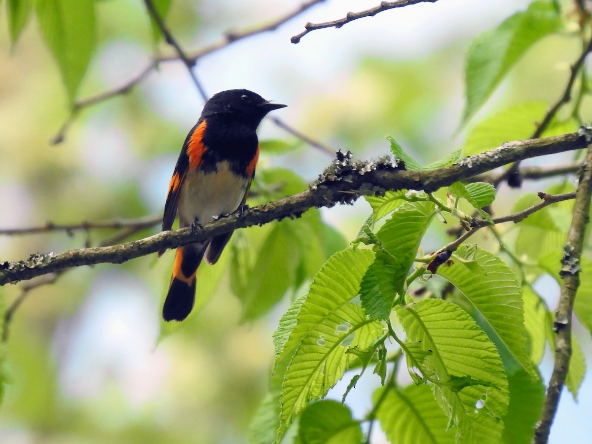 American Redstart - ML244337271
