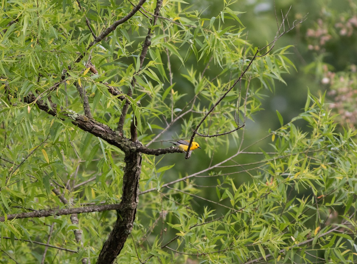 Prothonotary Warbler - ML244337481