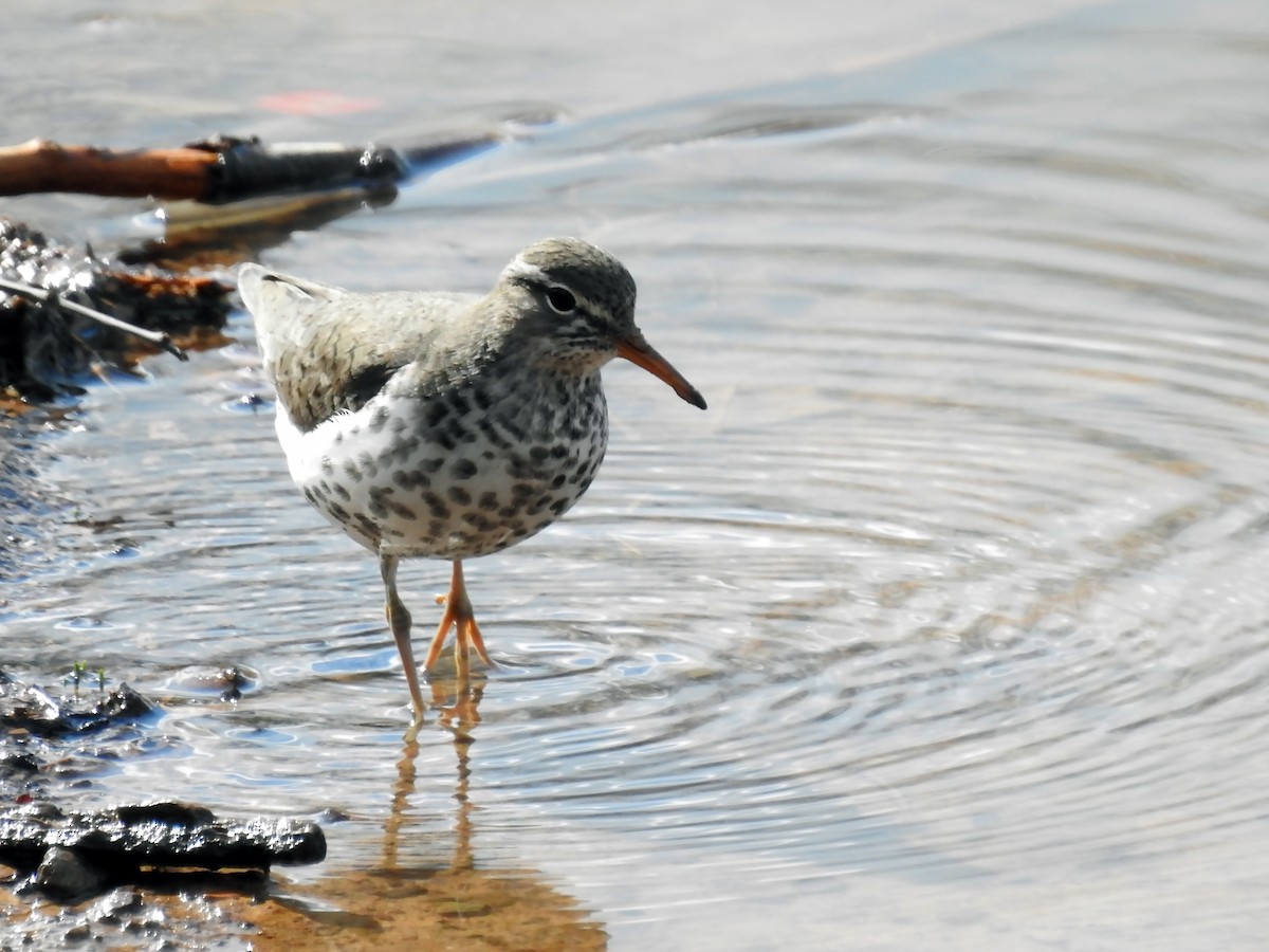 Spotted Sandpiper - ML244337871