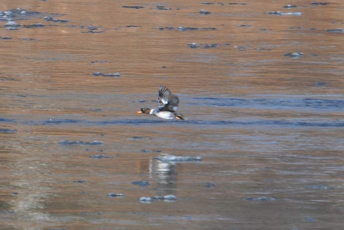 Barrow's Goldeneye - ML24433791