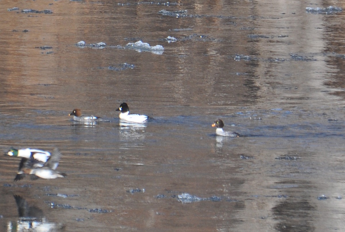 Barrow's Goldeneye - ML24433801
