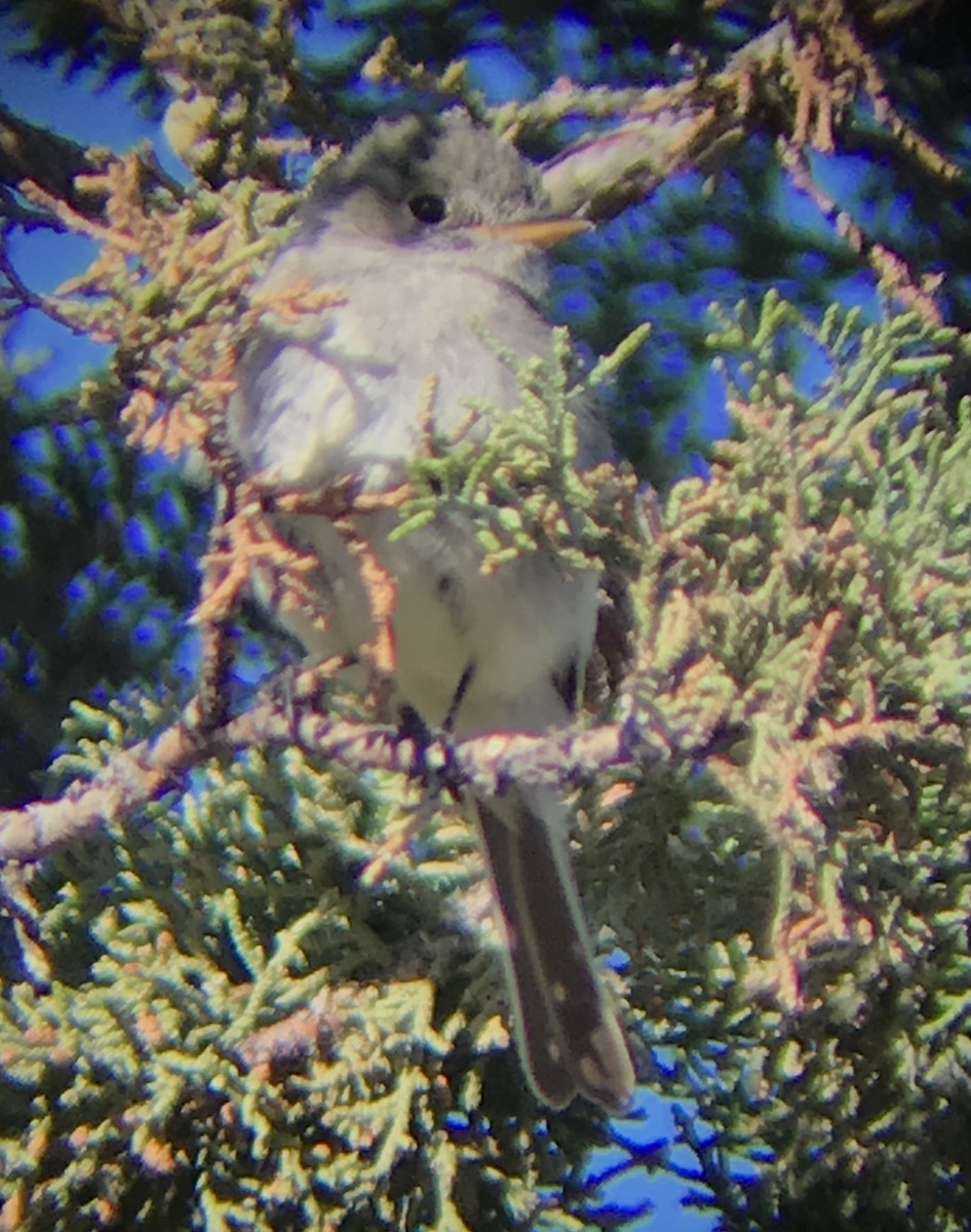 Gray Flycatcher - ML244338631