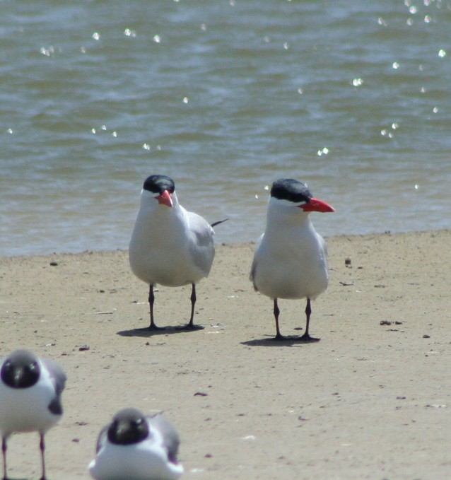 Caspian Tern - ML244340851