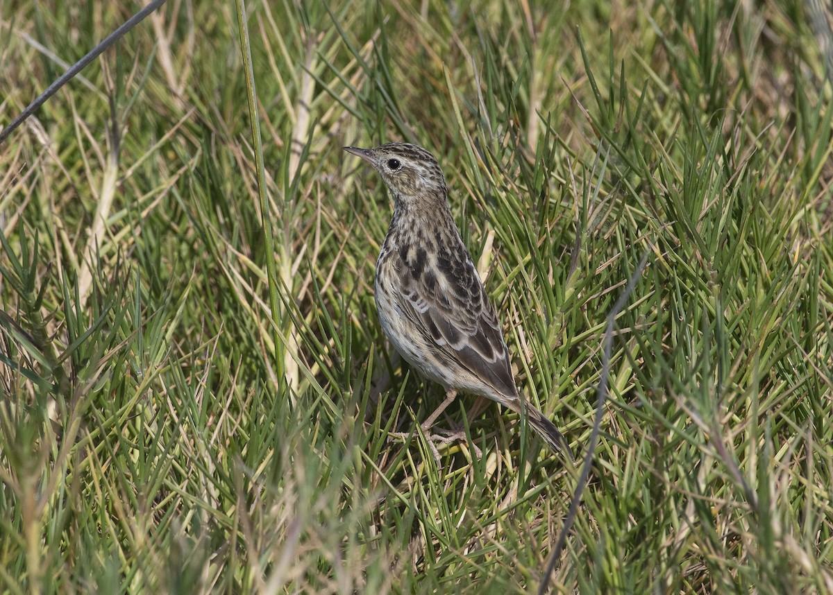 Peruvian Pipit - ML244341281