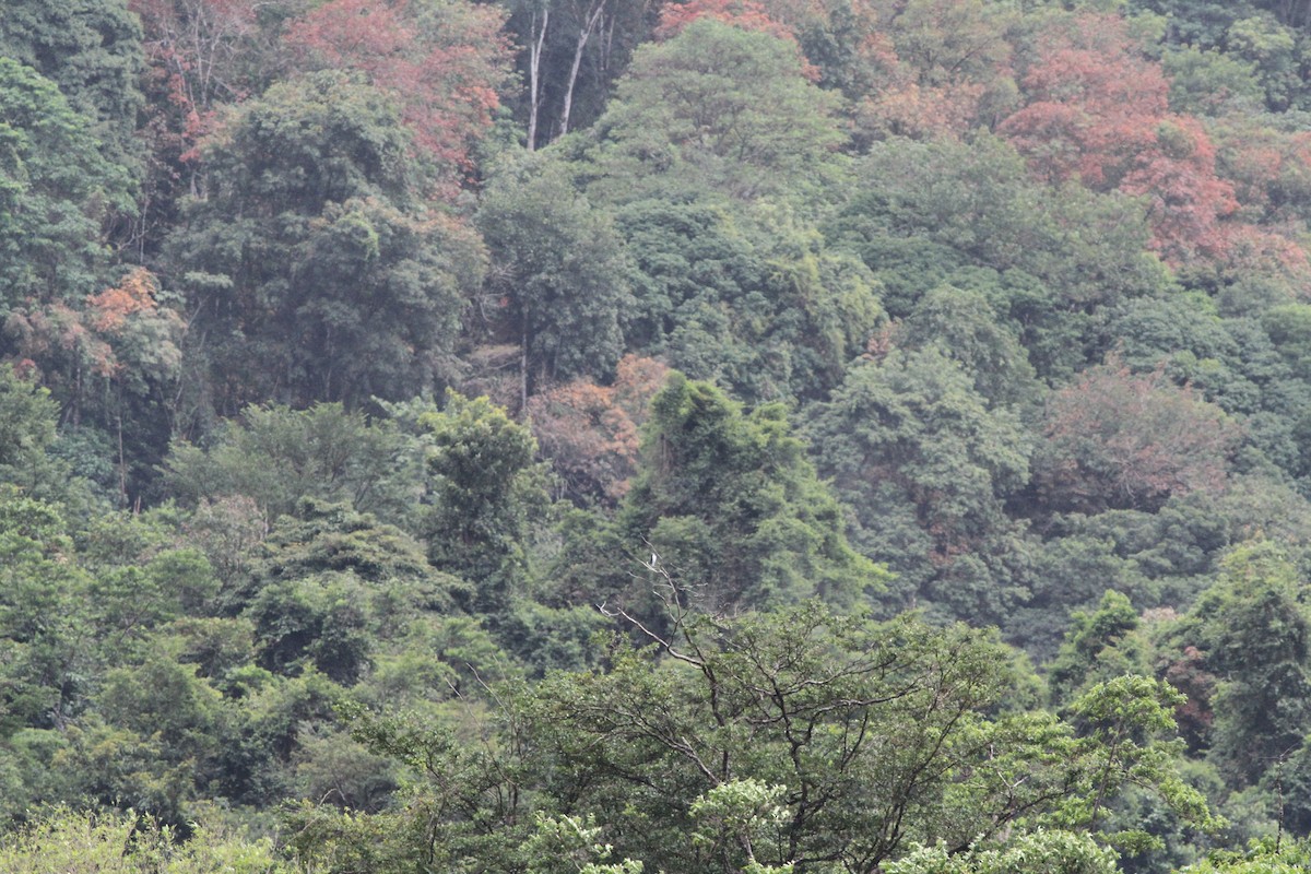 Ornate Hawk-Eagle - ML244341431