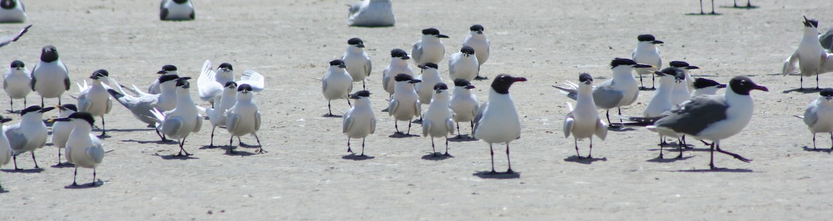 Sandwich Tern - ML244341451