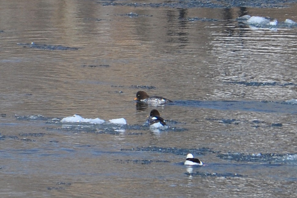 Barrow's Goldeneye - ML24434171