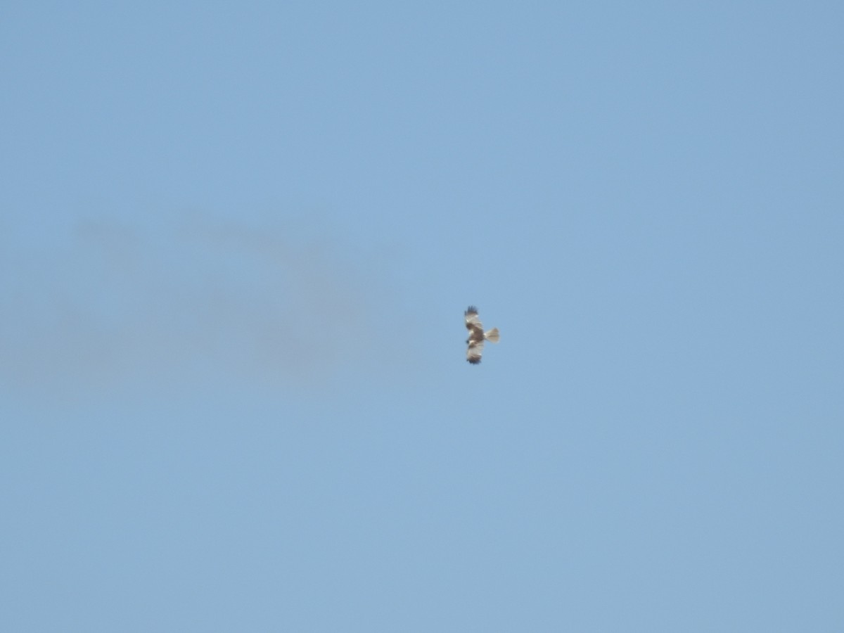 Намгийн хулд - ML244343861