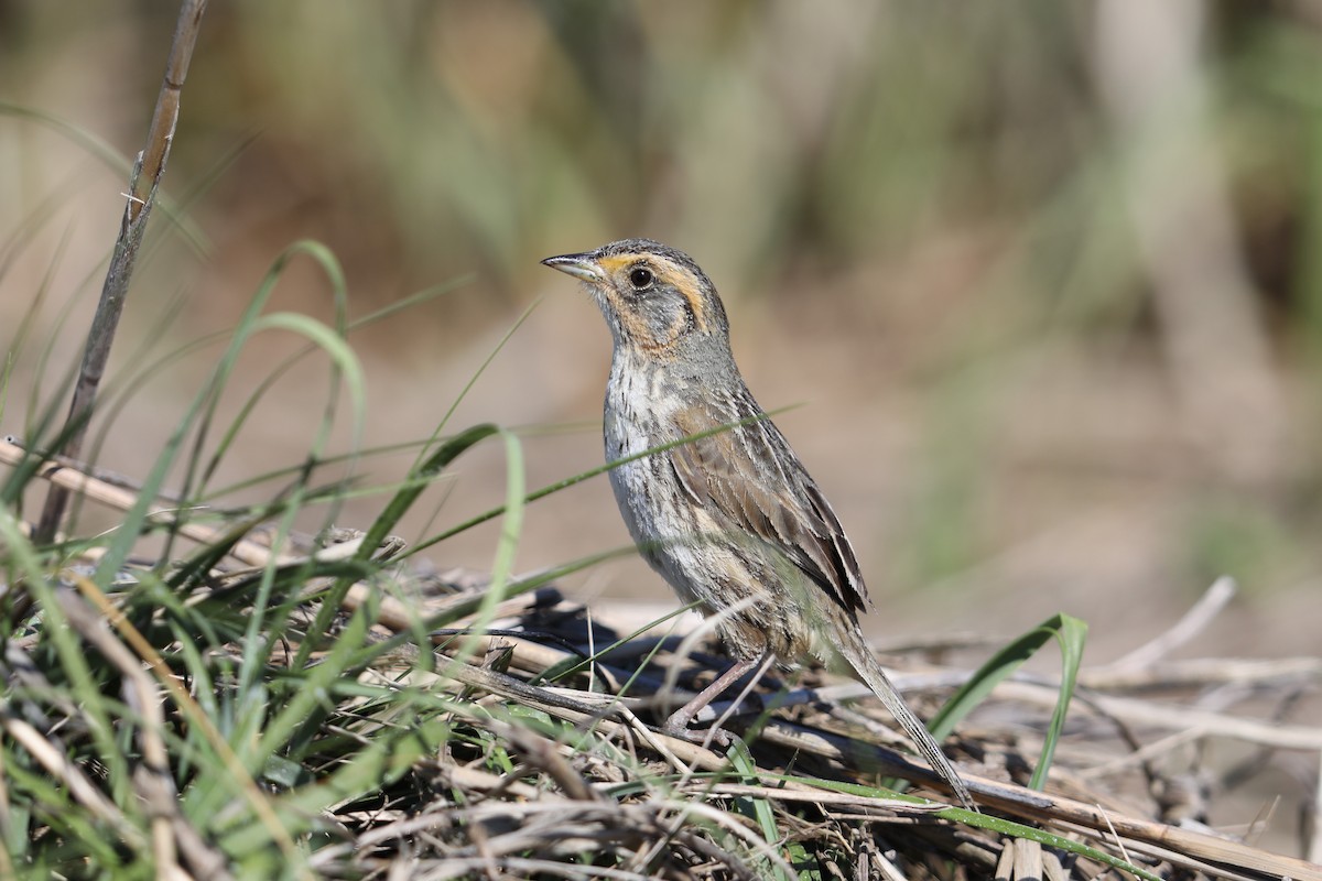 Saltmarsh Sparrow - ML244345991