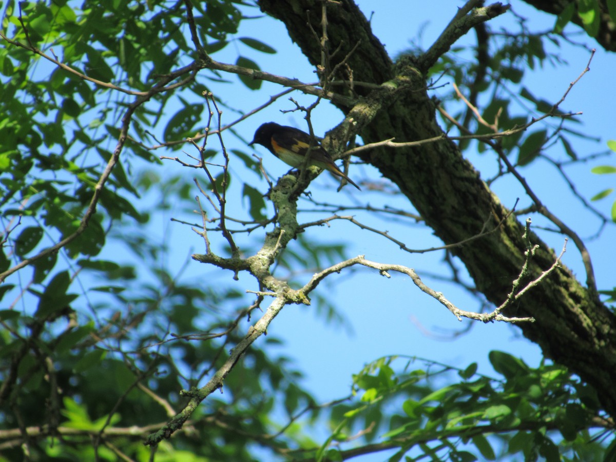 American Redstart - ML244346581