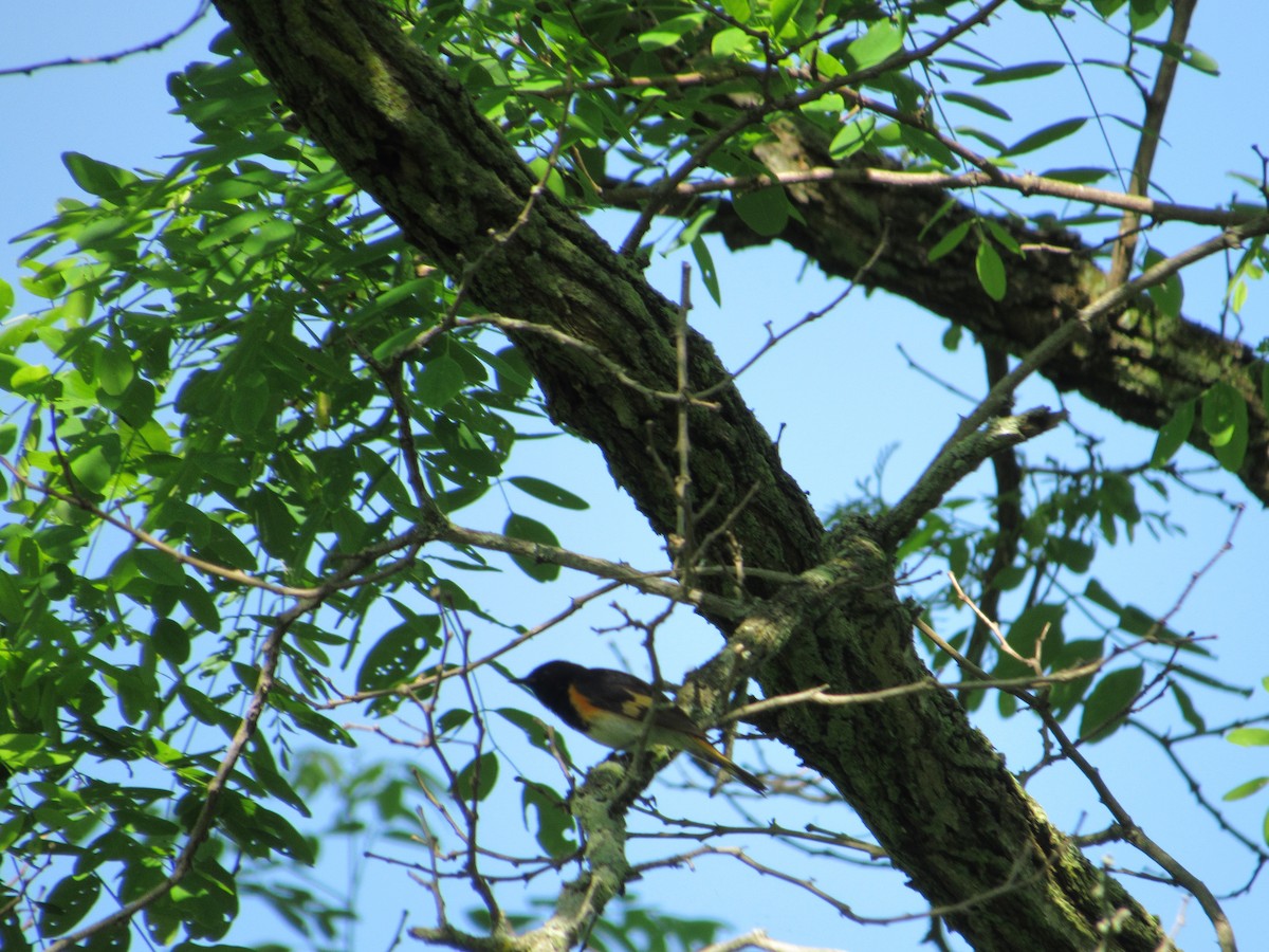 American Redstart - Mickey Ryan