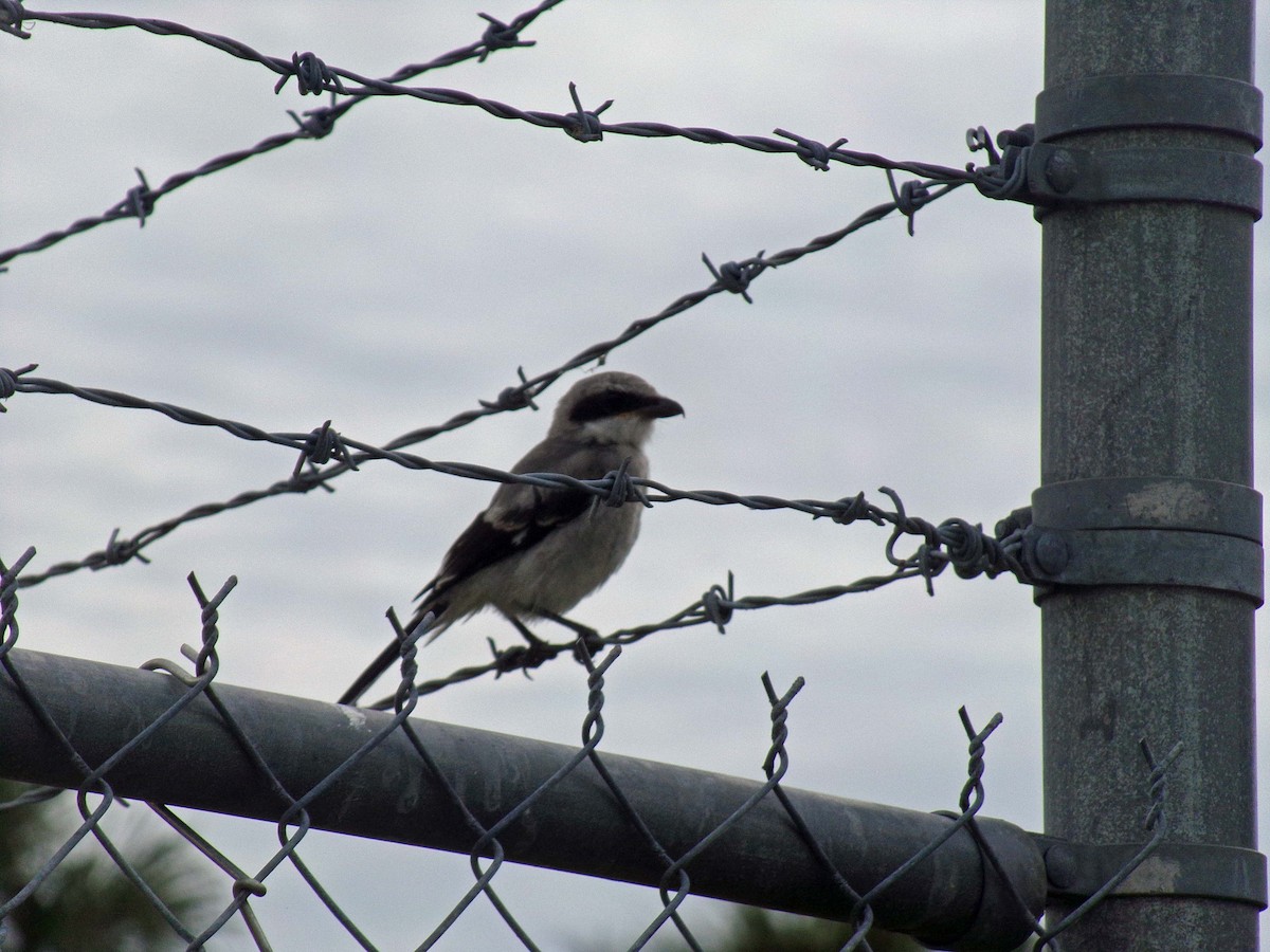 Loggerhead Shrike - Sharon Buck