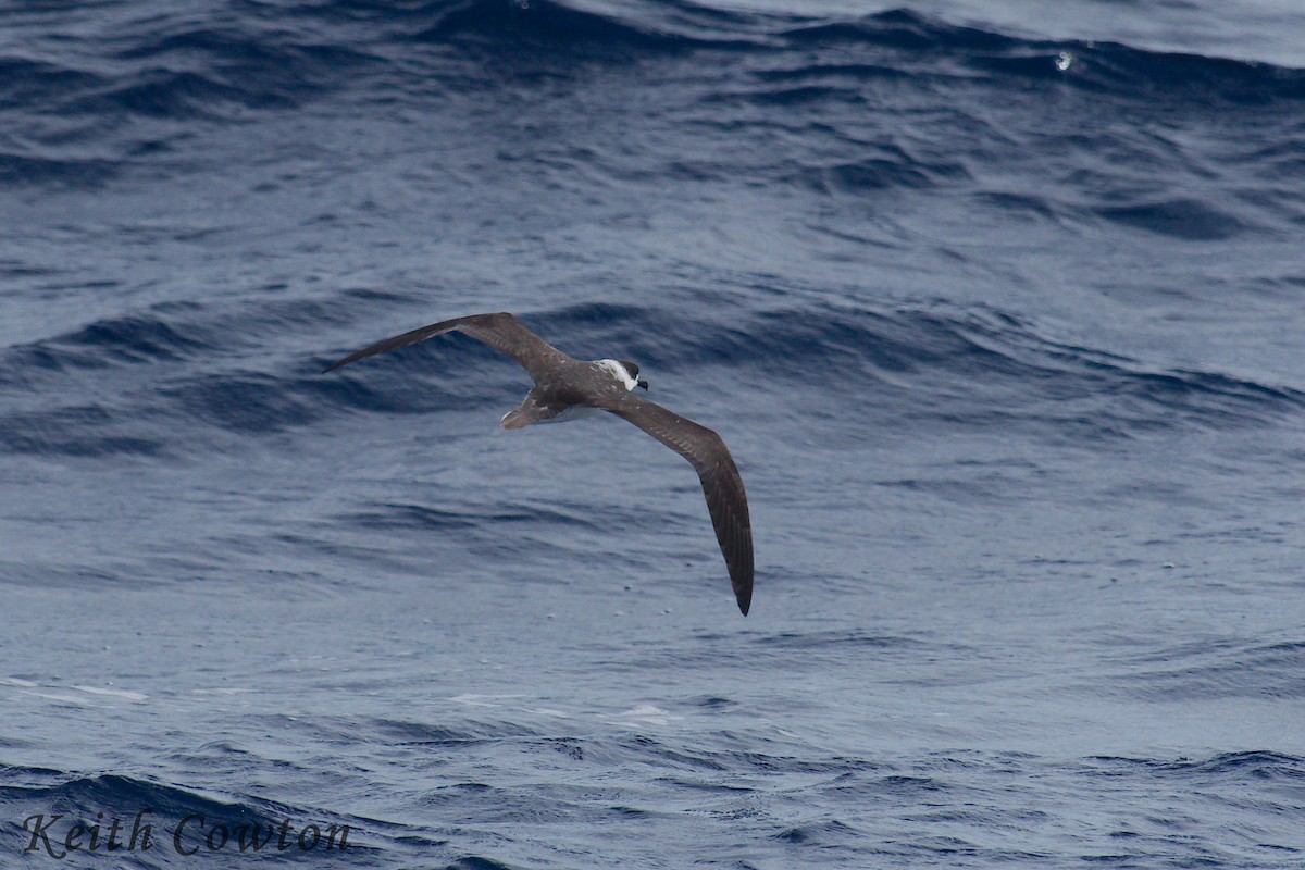 White-necked Petrel - ML244348511