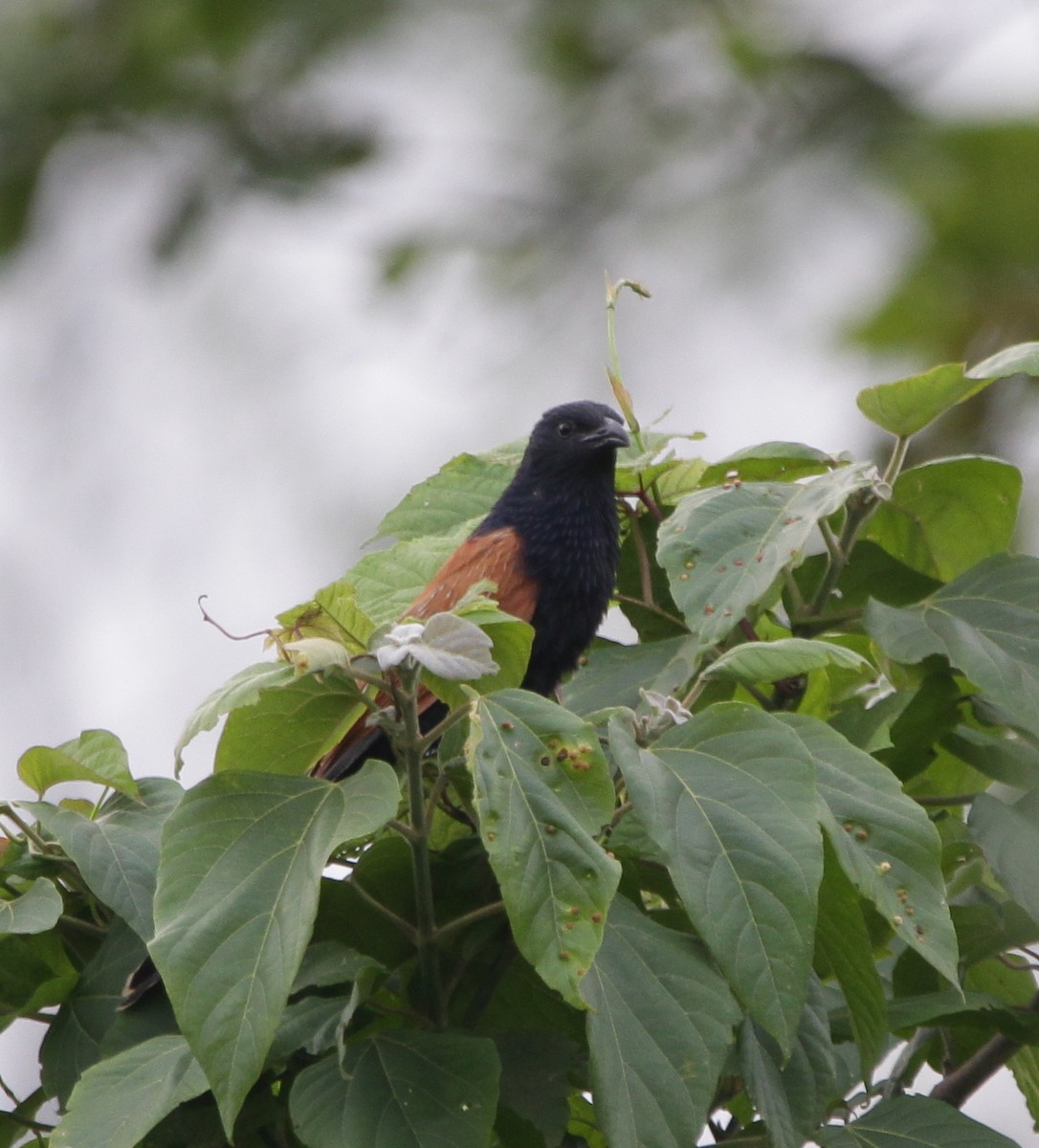 Lesser Coucal - Vyom Vyas