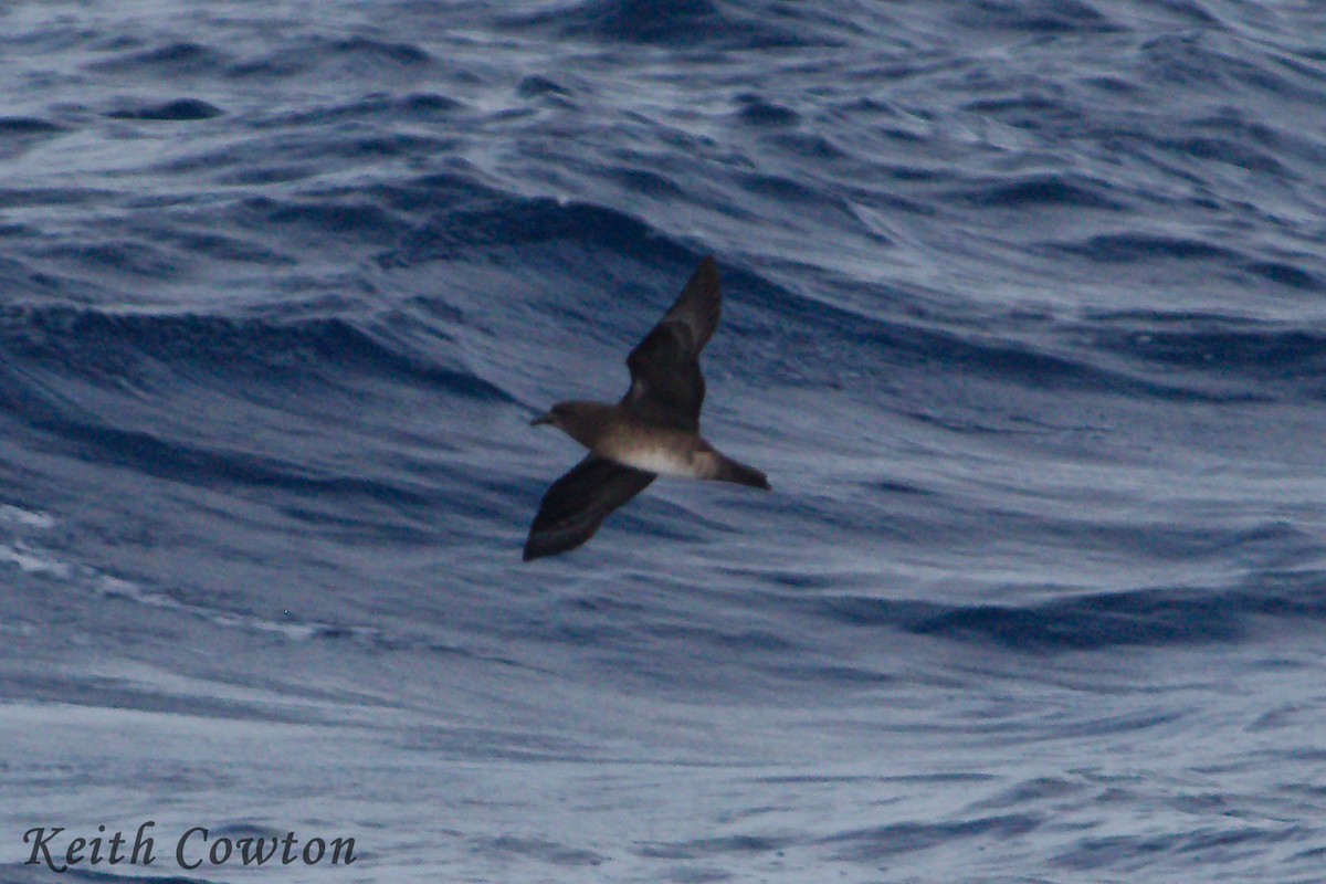 Kermadec Petrel - ML244350121