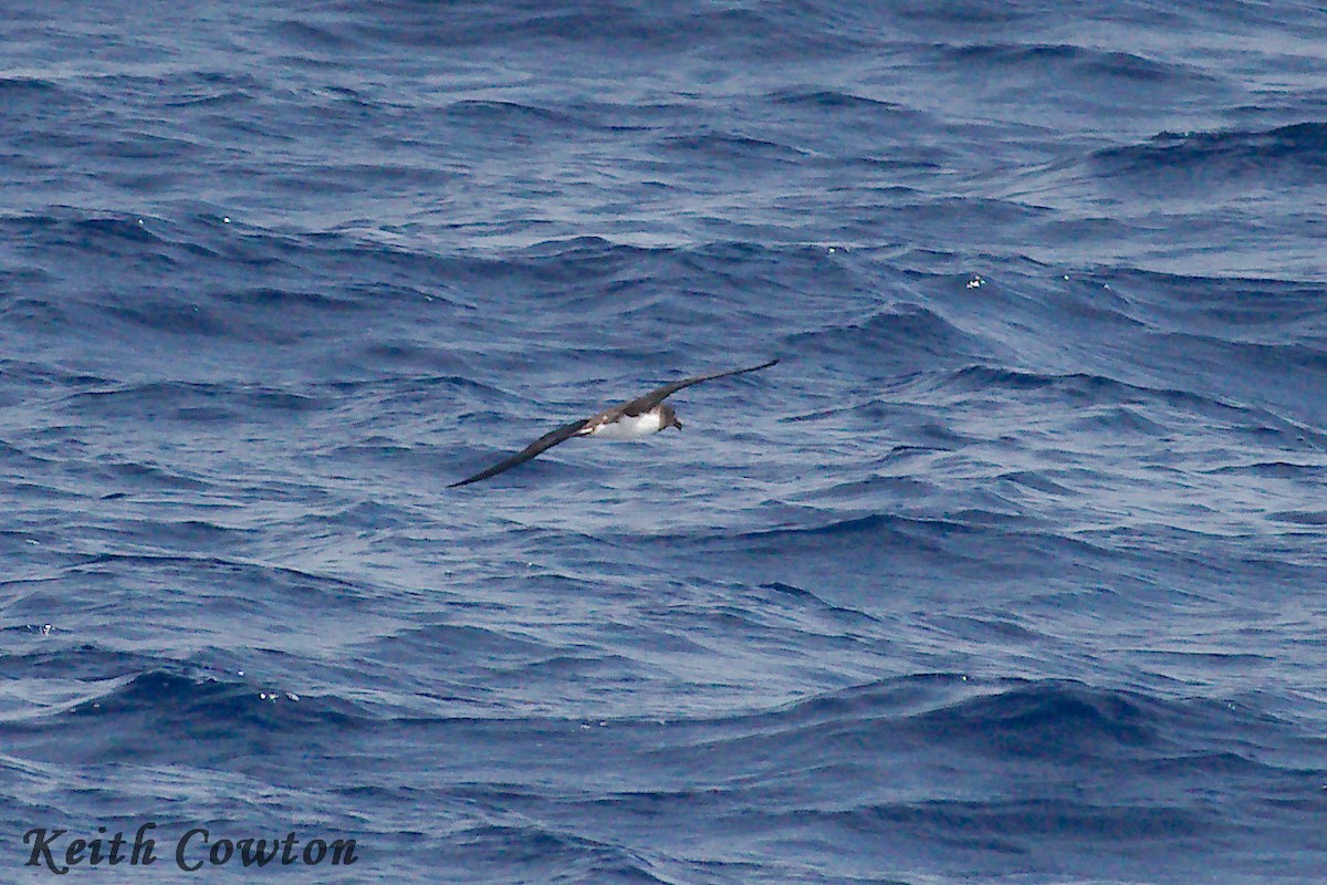 Tahiti Petrel - ML244350341