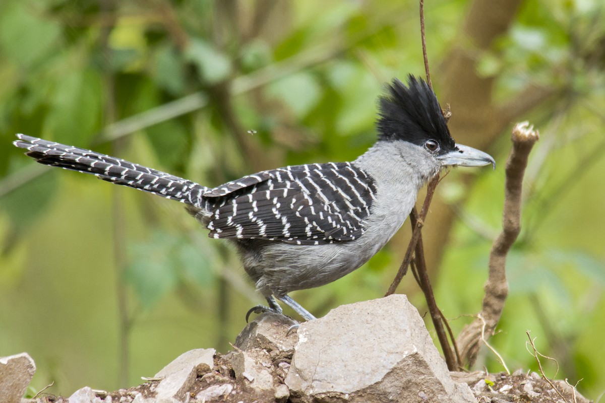 Giant Antshrike - Andres Vasquez Noboa