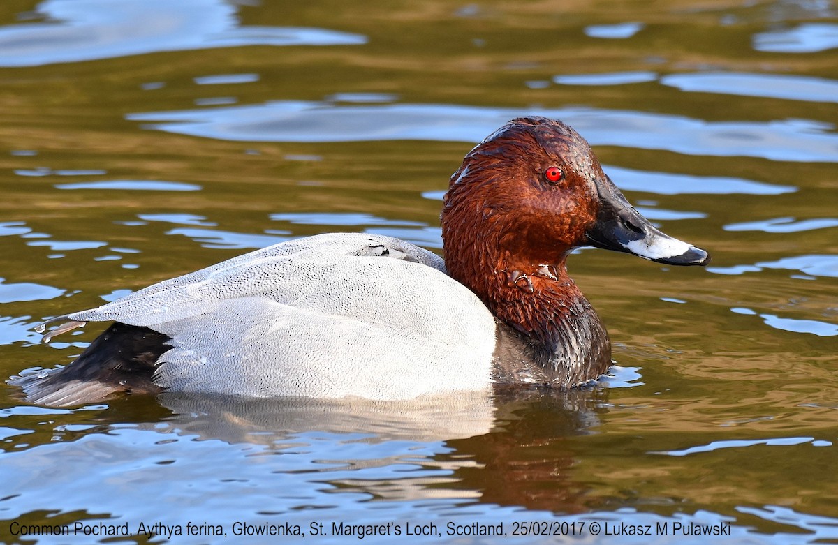 Common Pochard - ML244351641