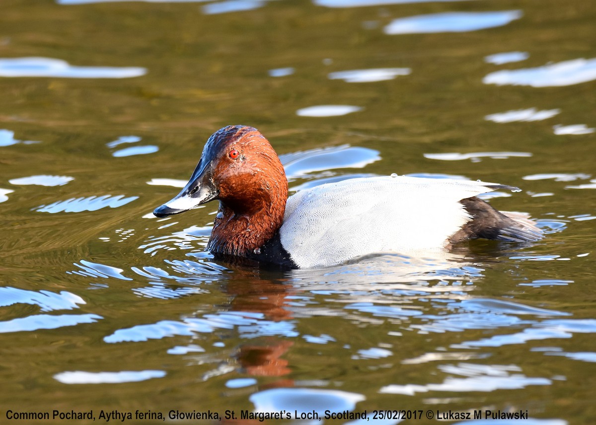 Common Pochard - Lukasz Pulawski