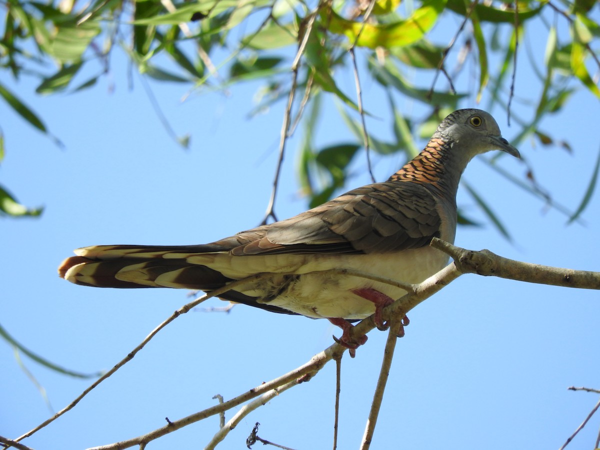 Bar-shouldered Dove - ML244353081